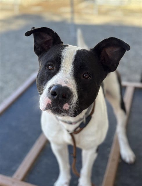 Photo of Spartan, adoptable Pit Bull Terrier in Palmetto, Florida