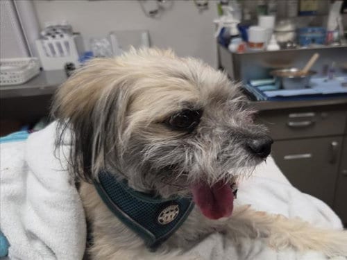 Photo of Taz, adoptable Poodle (Standard) in Van Nuys, California