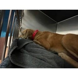 Photo of Sid, adoptable Mixed Breed (Medium) in Baton Rouge, Louisiana