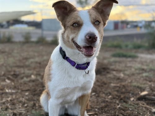 Photo of Pocus, adoptable Australian Shepherd in Denver, Colorado