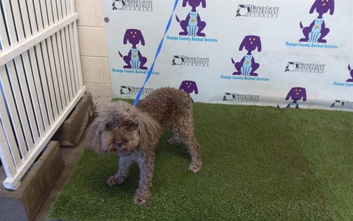 Photo of Charlie, adoptable Poodle (Miniature) in Orlando, Florida