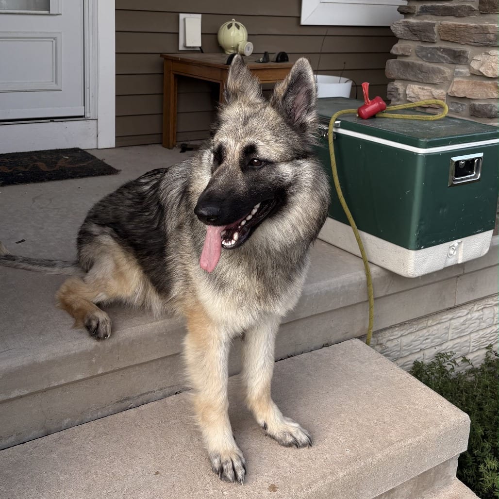 Photo of Maggie Leigh, adoptable Shepherd, German in Iowa and surrounding states, Iowa