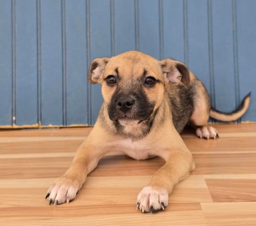 Photo of Coco, adoptable Bulldog in Sedalia, Colorado