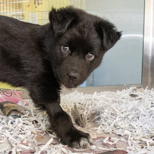 Photo of Coconut Curry, adoptable Chow Chow in Maryland, Missouri