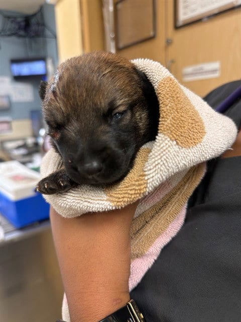 Photo of Badger, adoptable Belgian Shepherd Malinois in Riverside, California