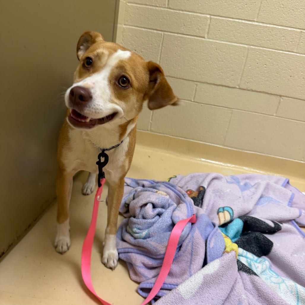 Photo of Sabrina Carpenter, adoptable Mixed Breed (Medium) in Winston-Salem, North Carolina