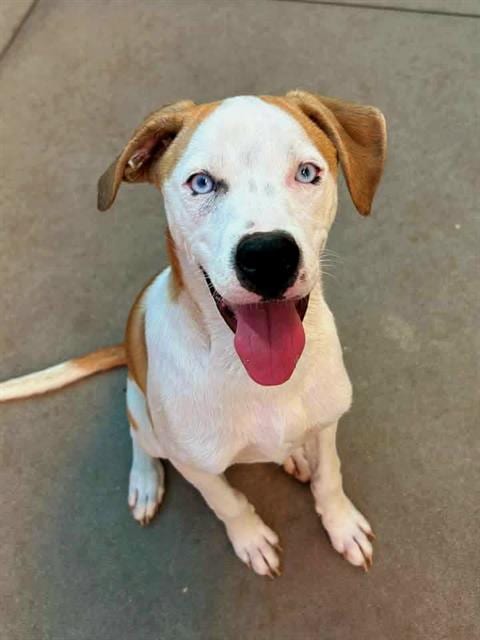 Photo of Theodore, adoptable Pit Bull Terrier in Sacramento, California