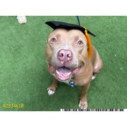 Photo of Jiminy Cricket, adoptable Mixed Breed (Medium) in West Palm Beach, Florida
