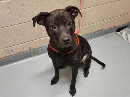 Photo of Crow, adoptable Pit Bull Terrier in Tacoma, Washington
