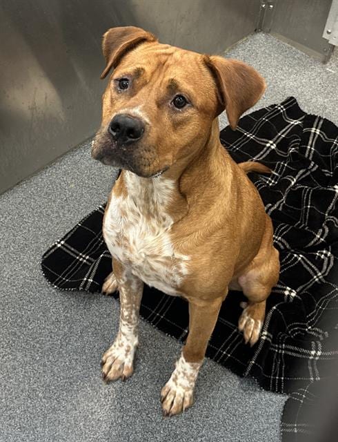 Photo of Georgie, adoptable Pit Bull Terrier in Dallas, Texas