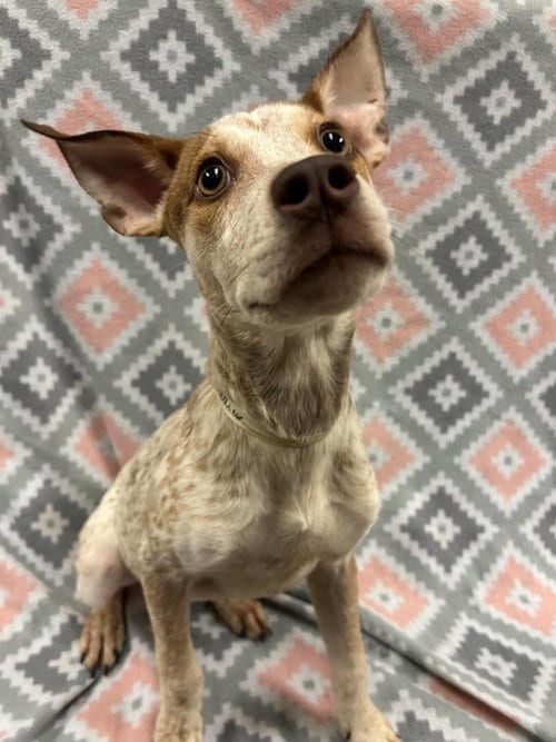 Photo of Jasmine, adoptable Australian Cattle Dog/Blue Heeler in Rockwall, Texas