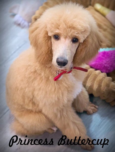 Photo of Princess Buttercup, adoptable Poodle (Standard) in Chino Hills, California
