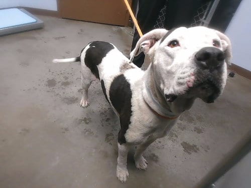 Photo of Marisol, adoptable American Pit Bull Terrier in Phoenix, Arizona