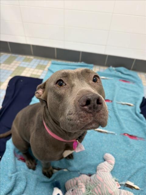 Photo of Poppy, adoptable Pit Bull Terrier in Fort Collins, Colorado