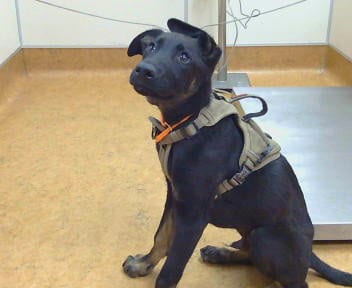 Photo of Rookie, adoptable German Shepherd Dog in Sacramento, California