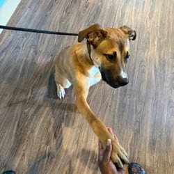 Photo of St. Paul 4875, adoptable Mixed Breed (Medium) in Loxahatchee, Florida