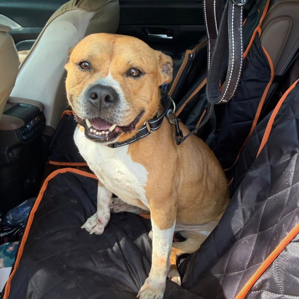 Photo of Dorito, adoptable Terrier, American Pit Bull / Mix in Weatherford, Texas