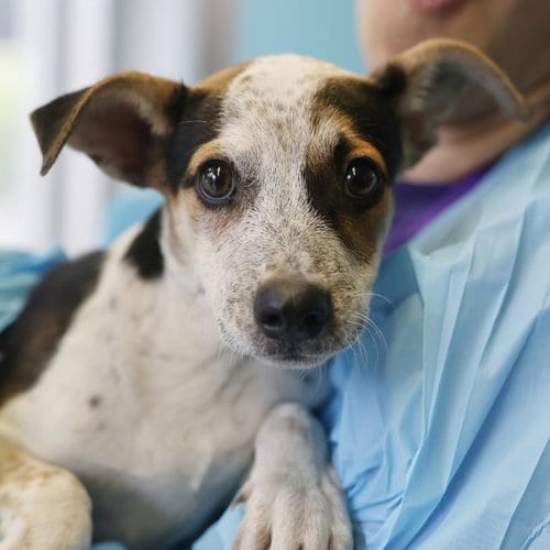 Photo of Taffy, adoptable Terrier in San Antonio, Texas