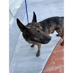 Photo of Troy, adoptable Terrier (Unknown Type, Medium) in Doral, Florida