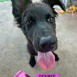 Photo of Desiree, adoptable Labrador Retriever Mutt in EAST FALMOUTH, Massachusetts