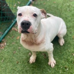 Photo of Sandra 3967, adoptable Boxer Mixed Breed (Medium) in Loxahatchee, Florida