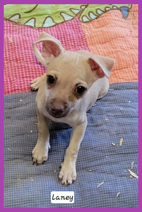 Photo of Lanie, adoptable Chihuahua in Granbury, Texas