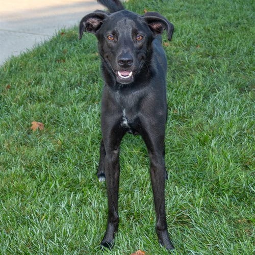 Photo of Atlas, adoptable Labrador Retriever in Maryland, Missouri