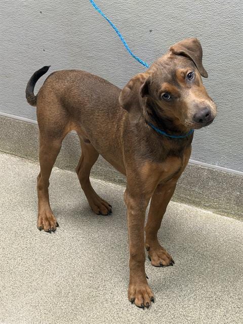 Photo of Cold Brew, adoptable Doberman Pinscher in Las Vegas, Nevada