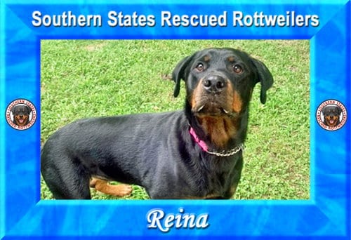 Photo of Reina, adoptable Rottweiler in White Hall, Arkansas