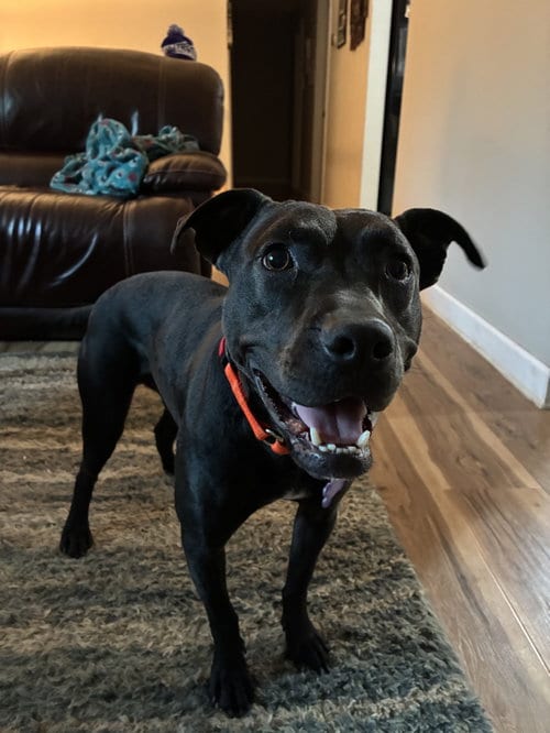 Photo of Phil, adoptable Terrier in St. Louis, Missouri