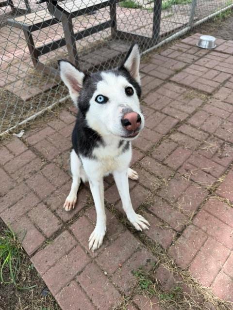Photo of Kylan, adoptable Siberian Husky in Houston, Texas
