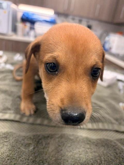 Photo of Rummy, adoptable Chihuahua in Baytown, Texas