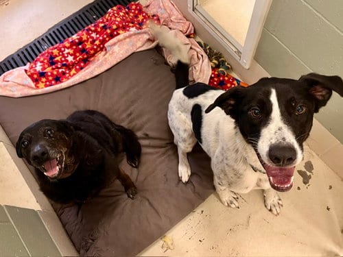Photo of Obie, adoptable German Shorthaired Pointer in Webster, Wisconsin