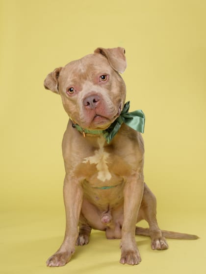 Photo of Dill, adoptable dog in Atlanta, Georgia