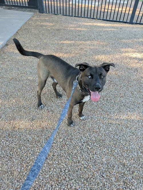 Photo of Nico, adoptable Husky in phoenix, Arizona