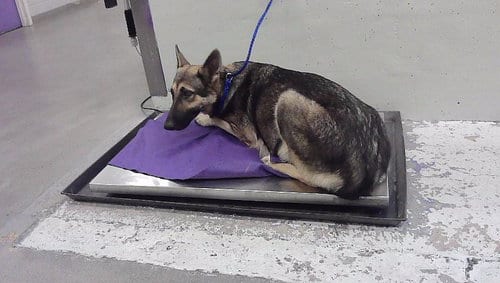 Photo of Maya, adoptable German Shepherd Dog in Houston, Texas