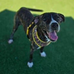 Photo of Amber, adoptable American Pit Bull Terrier in Chatham, Virginia