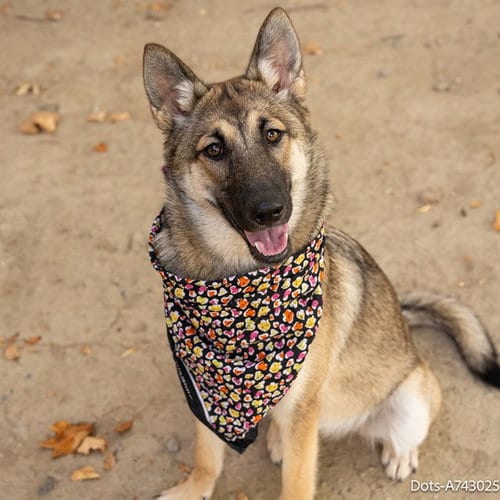 Photo of Dots, adoptable German Shepherd Dog in Sacramento, California