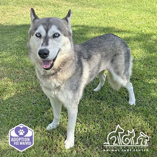 Photo of Arwen, adoptable Husky in Irvine, California