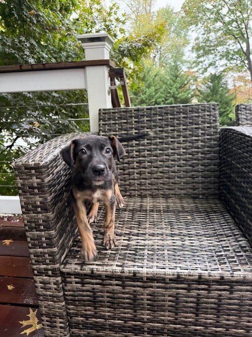 Photo of Skittles, adoptable Mountain Cur in Willingboro, New Jersey