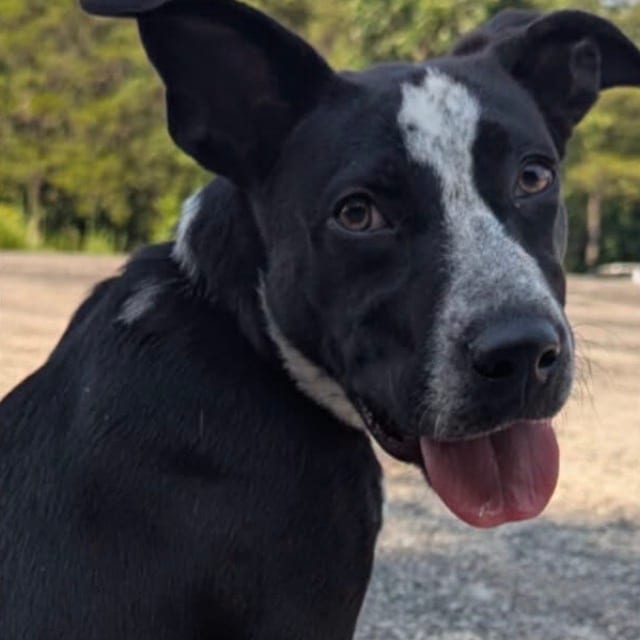 Photo of Mia, adoptable Cattle Dog, Australian (Blue Heeler) / Mix in Boonville, Missouri