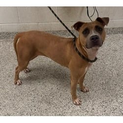 Photo of Parfait, adoptable American Pit Bull Terrier in Kansas City, Missouri