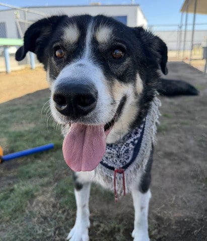 Photo of Poki, adoptable Siberian Husky in Bakersfield, California