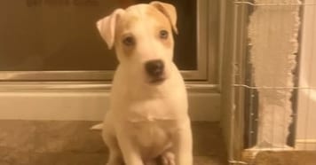 Photo of Sage, adoptable Hound in garner, North Carolina
