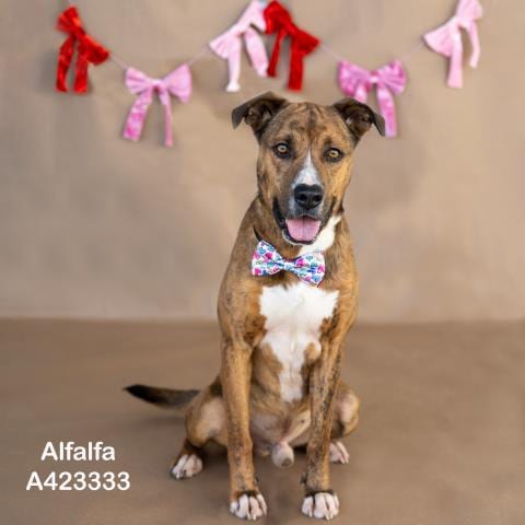Photo of Alfalfa, adoptable American Pit Bull Terrier in Conroe, Texas