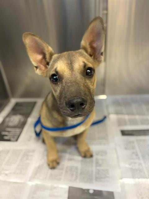 Photo of A256059, adoptable French Bulldog in Visalia, California