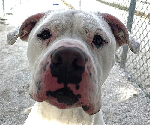 Photo of Henry, adoptable Pit Bull Terrier in Rogers, Arkansas