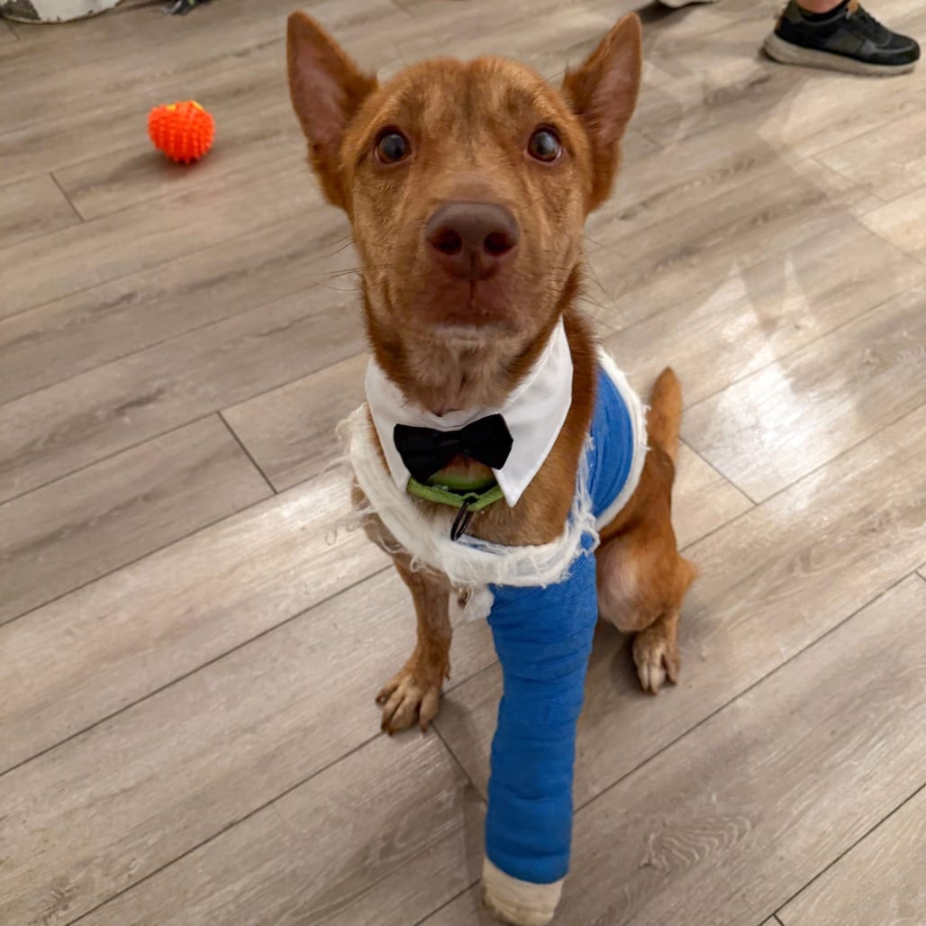 Photo of Jimmy Consu, adoptable Terrier, American Staffordshire / Mixed Breed (Medium) in Whitestone, New York