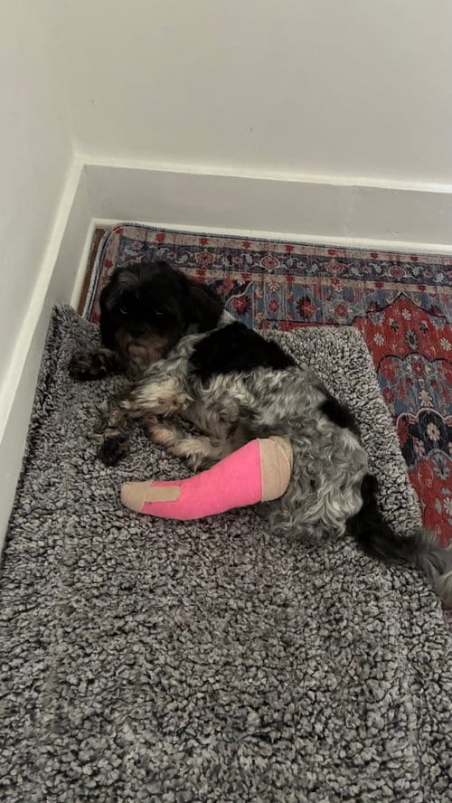 Photo of Mia, adoptable Shih Tzu in North Babylon, New York