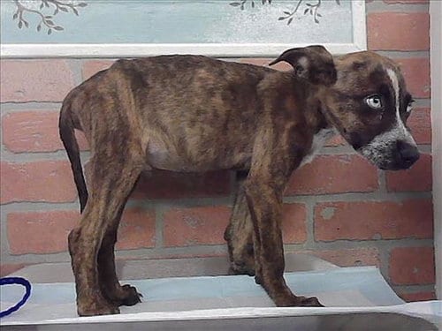 Photo of A2096942, adoptable Staffordshire Bull Terrier in Houston, Texas